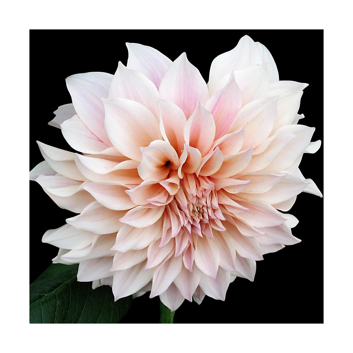 Plant de Dahlia décoratif Café au Lait Plant de Dahlia décoratif Café au Lait