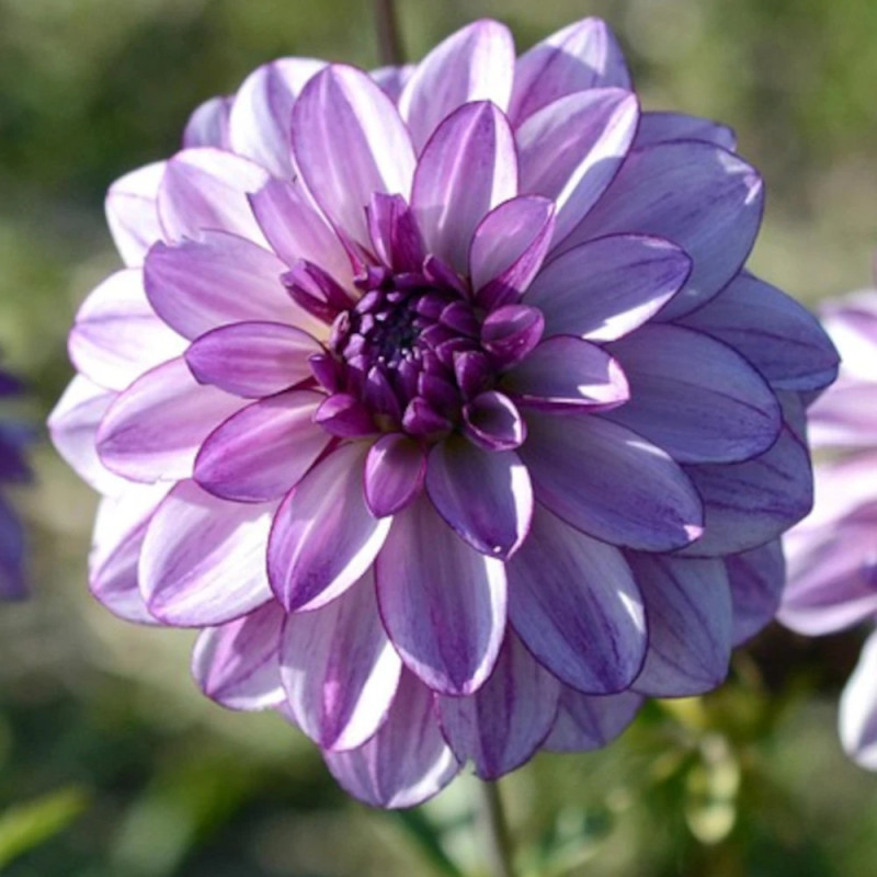 Plant de Dahlia décoratif Crème de Cassis
