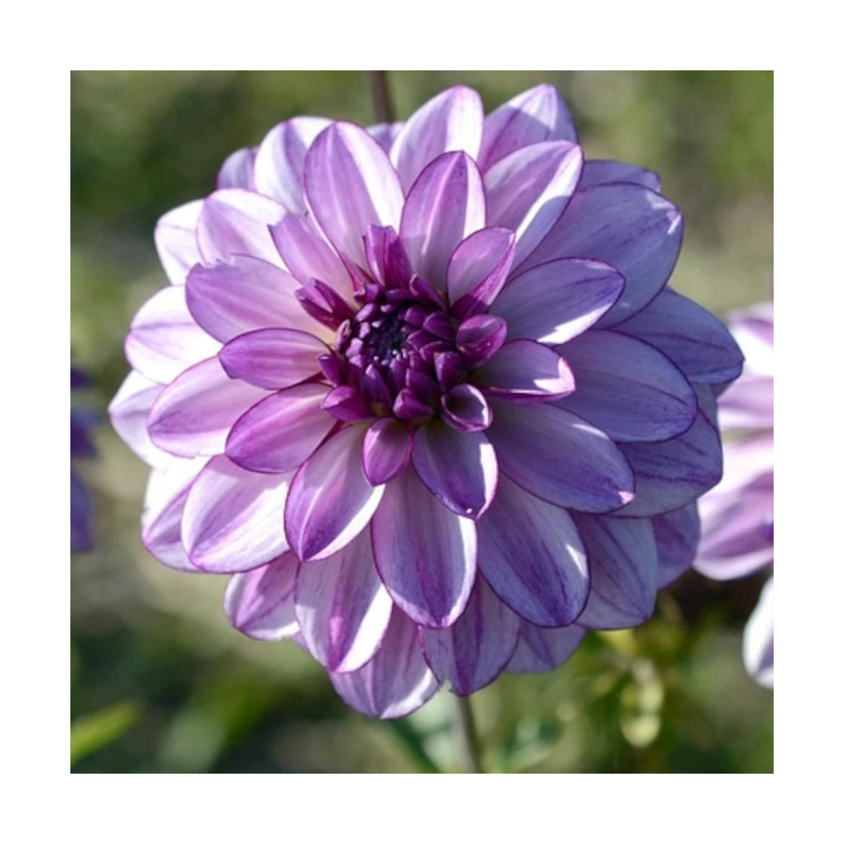 Plant de Dahlia décoratif Créme de Cassis Plant de Dahlia décoratif Créme de Cassis