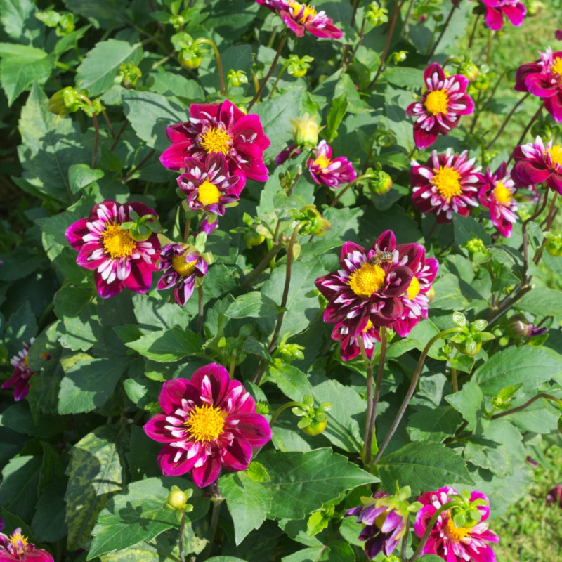 Plant de Dahlia Collerette Bumble Rumble