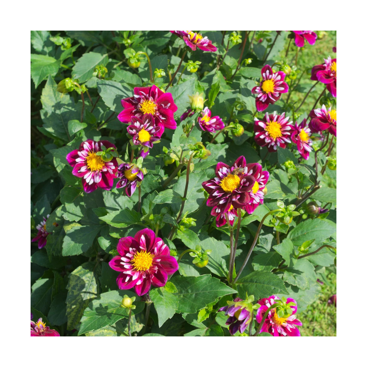 Plant de Dahlia Collerette Bumble Rumble