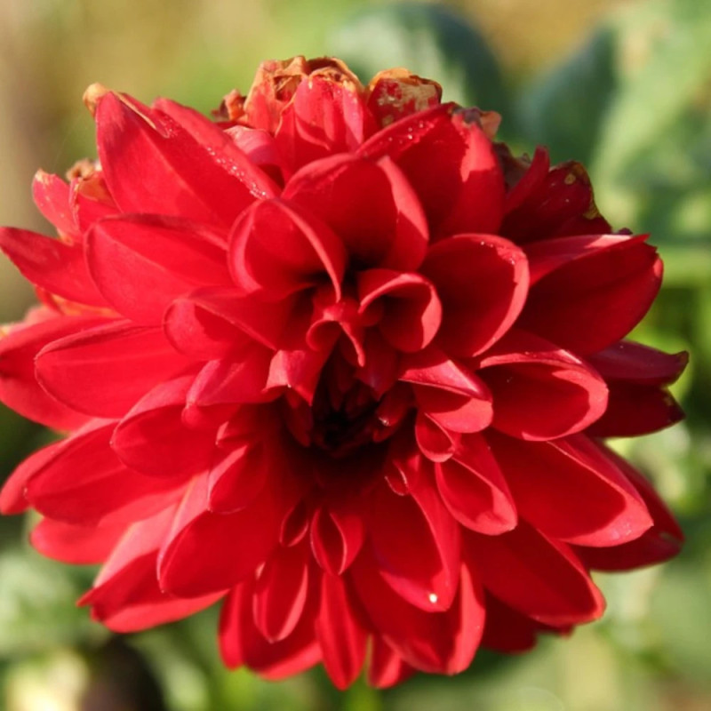 Plant de Dahlia décoratif Septembre à Paris