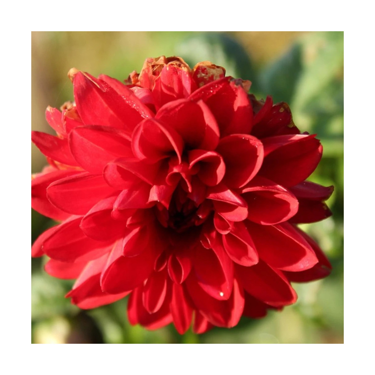 Plant de Dahlia décoratif Septembre à Paris