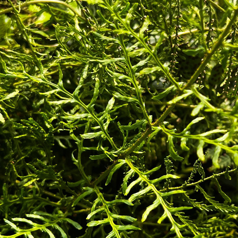 Fougère mâle Linearis Polydactyla - Edition limitée, Dryopteris