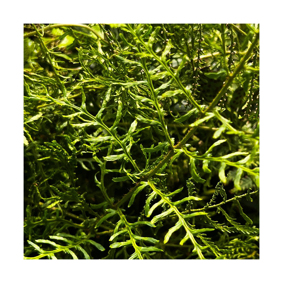 Fougère mâle Linearis Polydactyla Fougère mâle Linearis Polydactyla