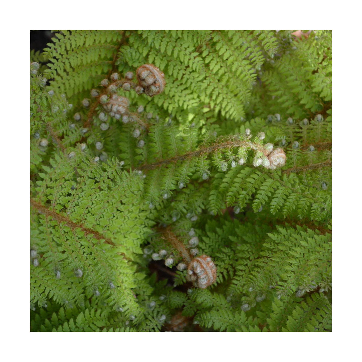 Polystic Plumosum Polystic Plumosum