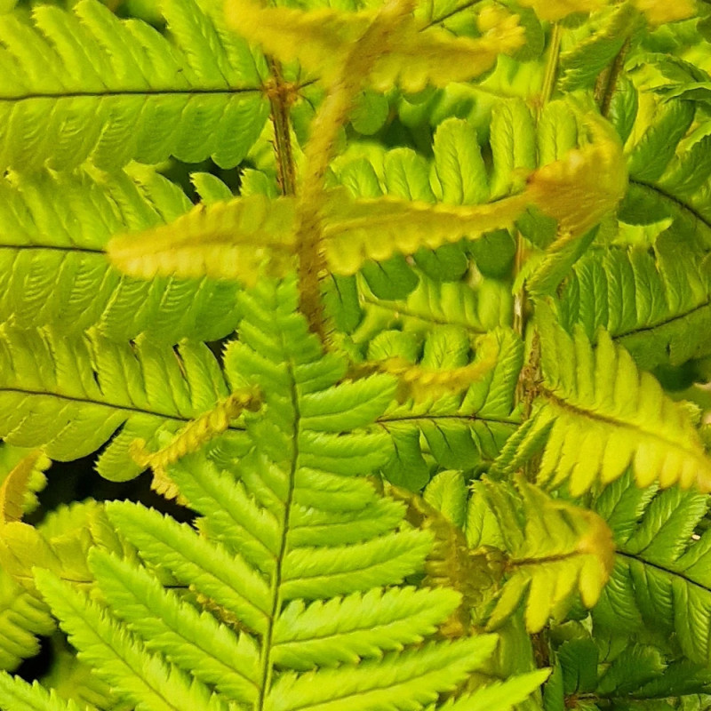 Fougère à écailles dorées Jurassic Gold - Edition limitée, Dryopteris