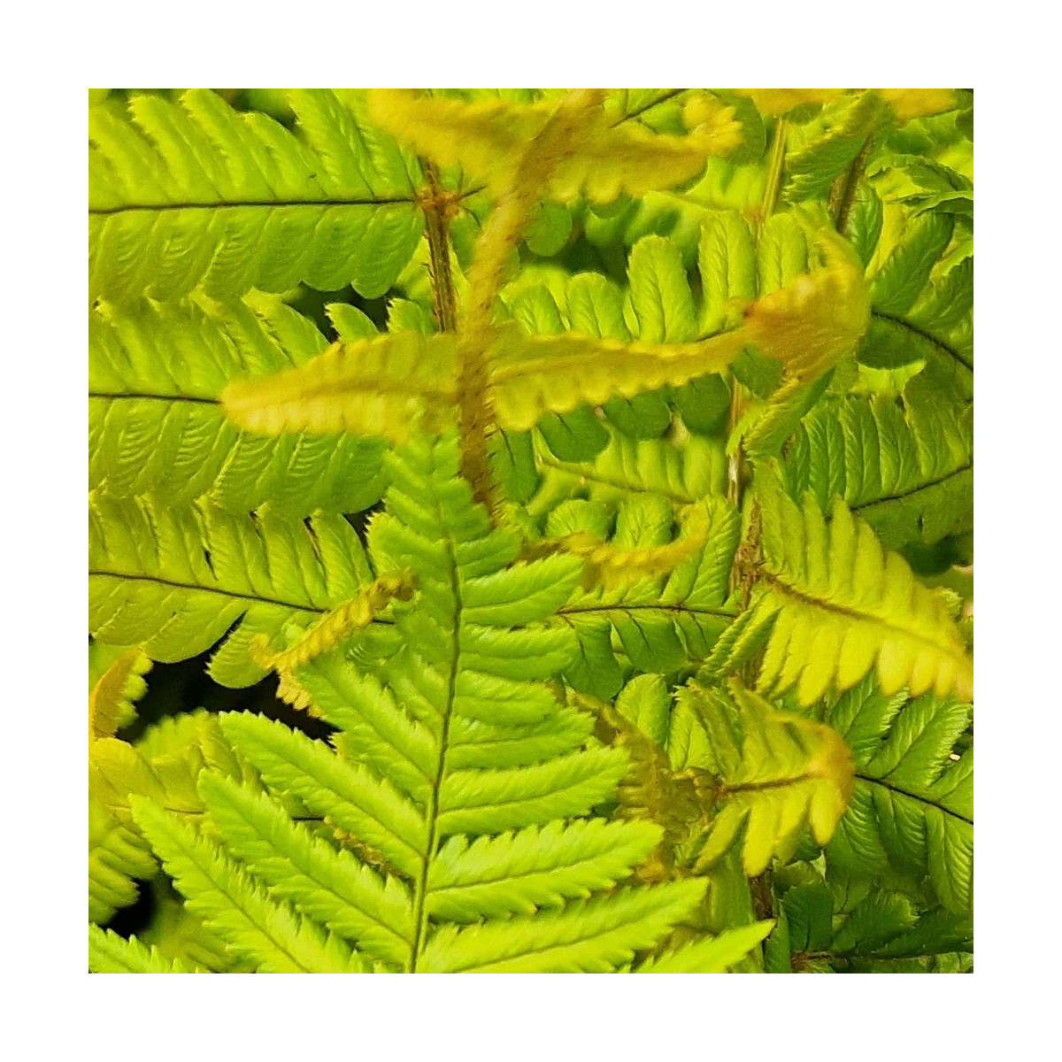 Fougère à écailles dorées Jurassic Gold - Edition limitée, Dryopteris