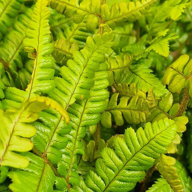 Fougère à écailles dorées Jurassic Gold - Edition limitée, Dryopteris