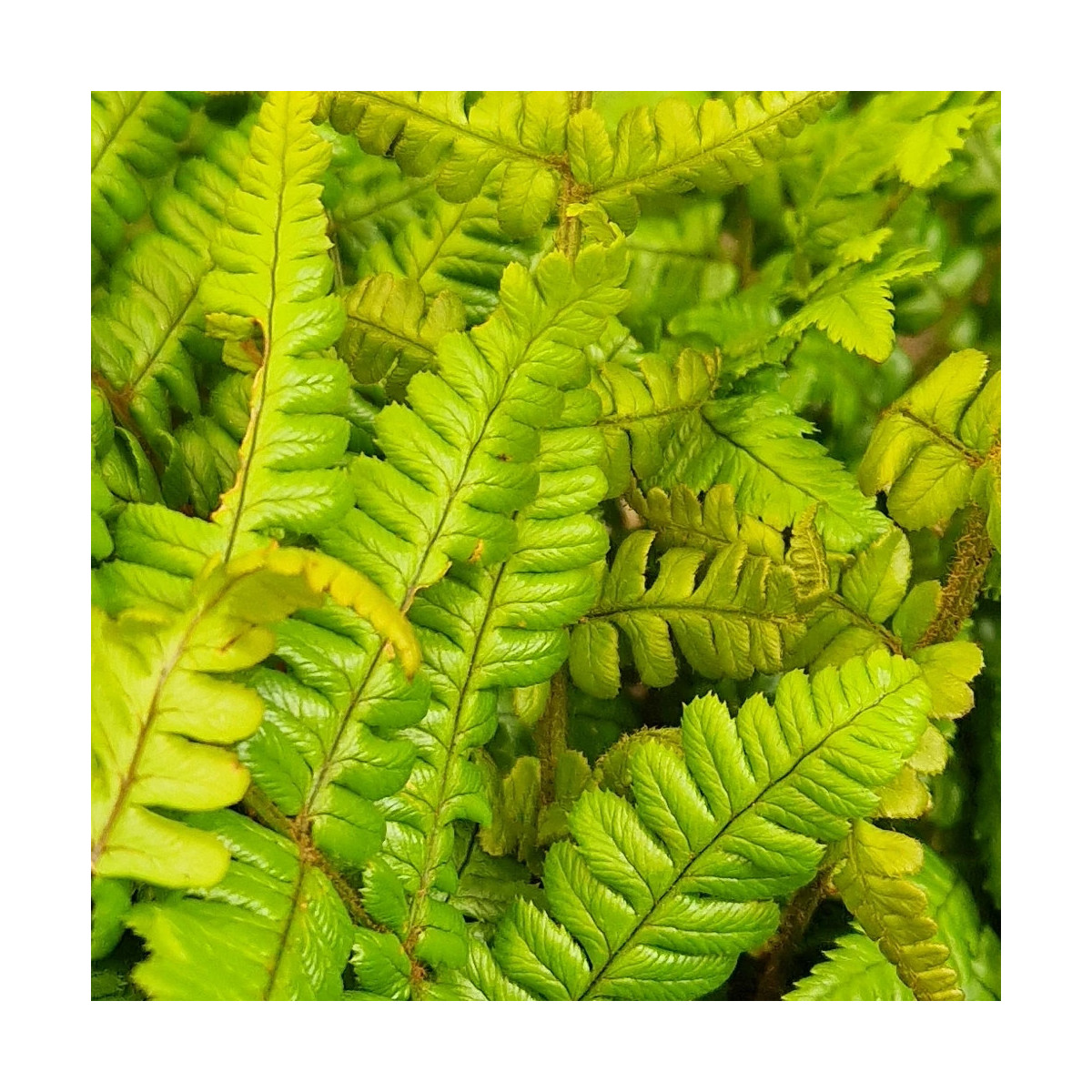 Fougère à écailles dorées Jurassic Gold - Edition limitée, Dryopteris