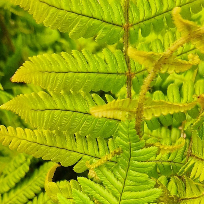 Fougère à écailles dorées Jurassic Gold - Edition limitée, Dryopteris