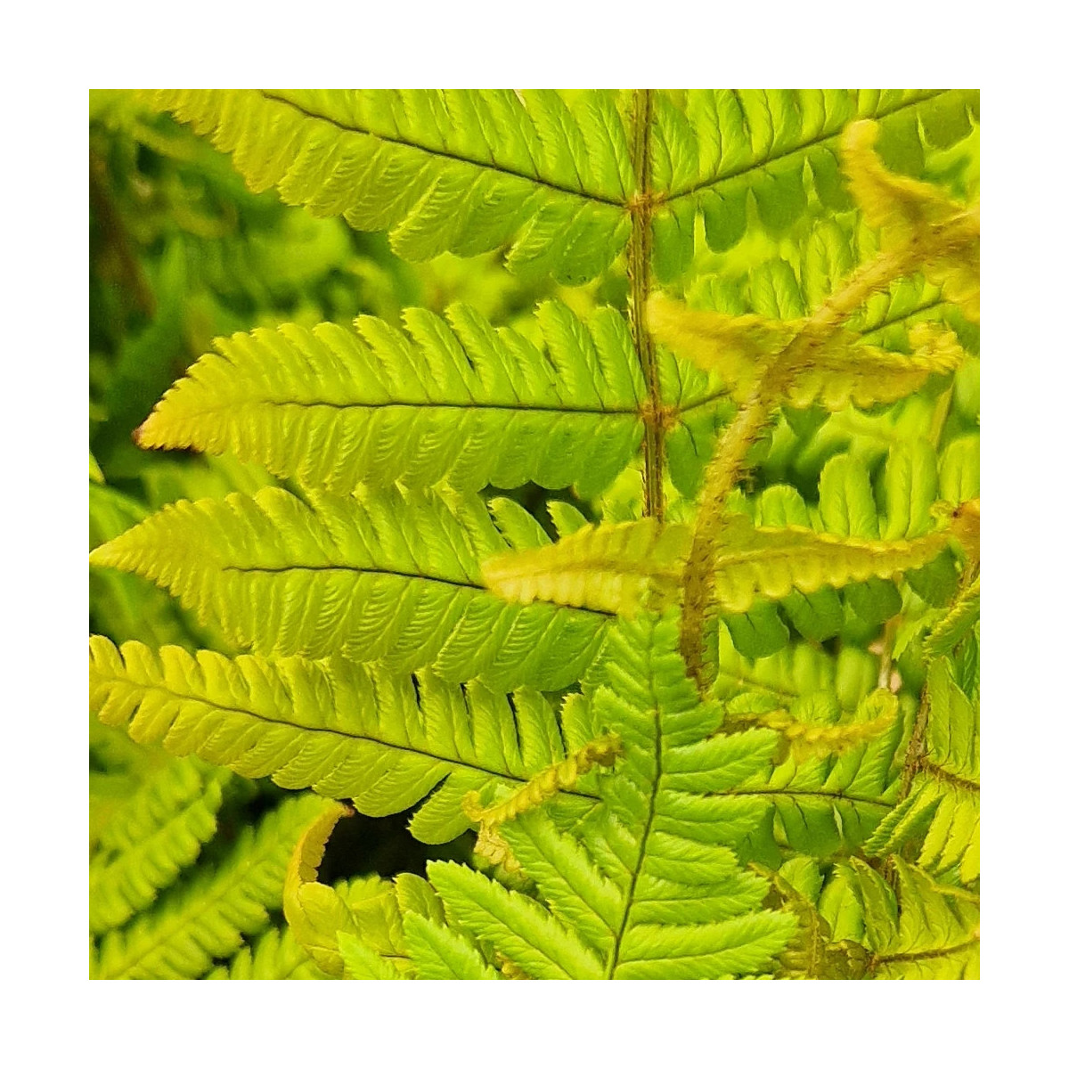 Fougère à écailles dorées Jurassic Gold - Edition limitée, Dryopteris