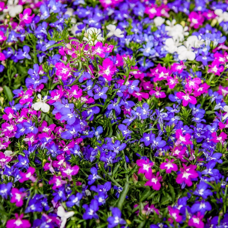 Lobelia varié