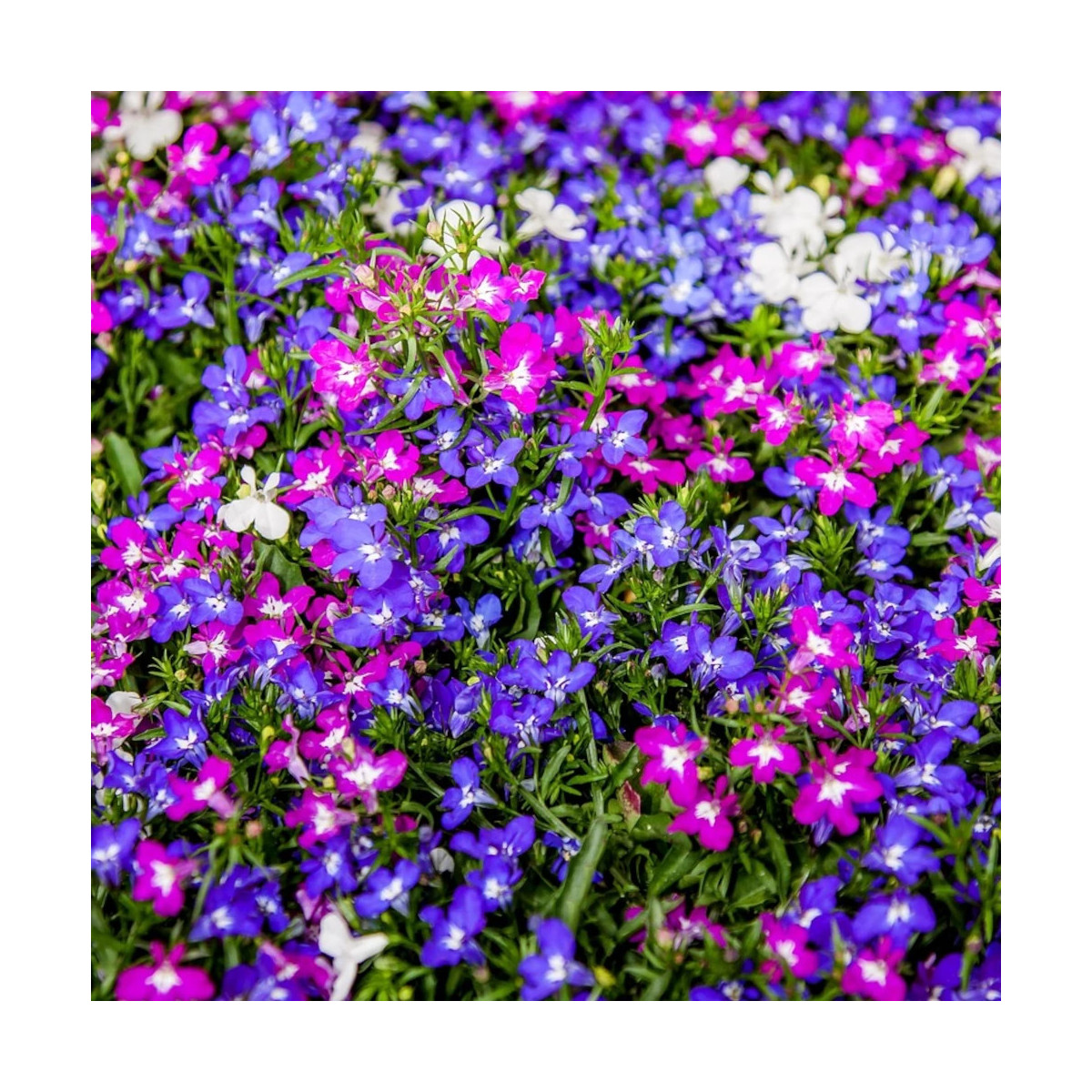 Lobelia variée