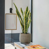 Sansevieria