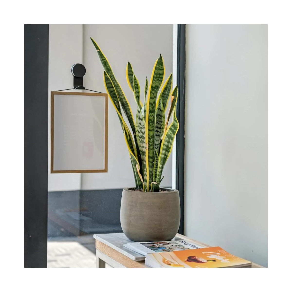 Sansevieria Sansevieria