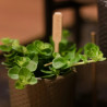 Peperomia rotundifolia