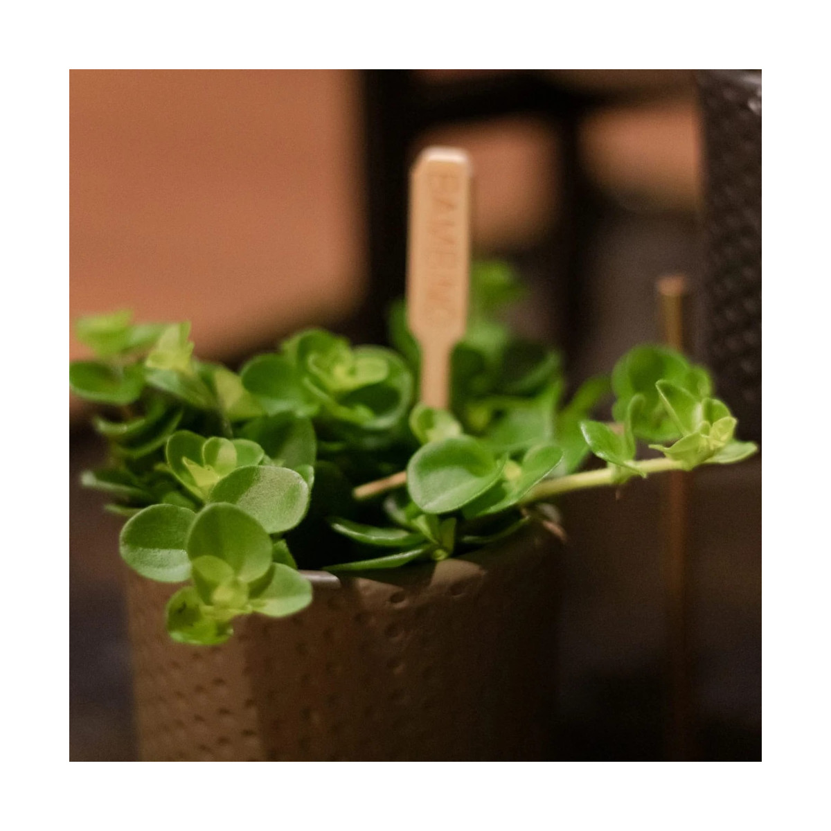 Peperomia rotundifolia