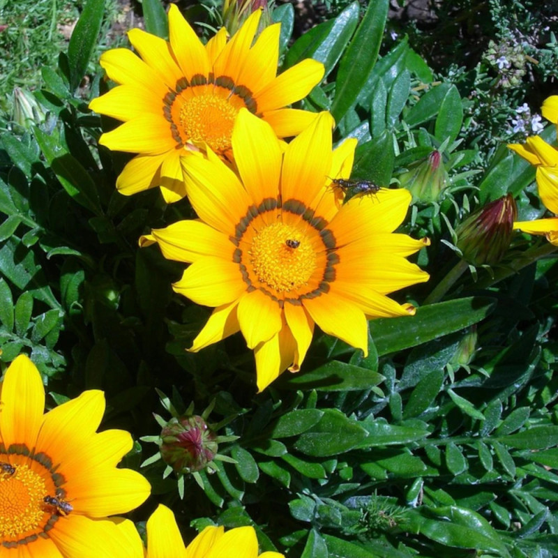 Gazania varié