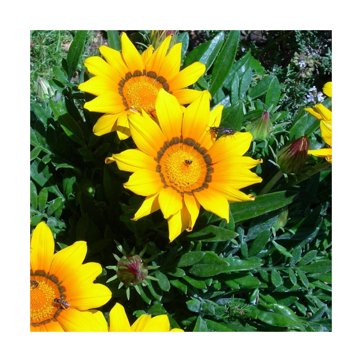 Gazania varié