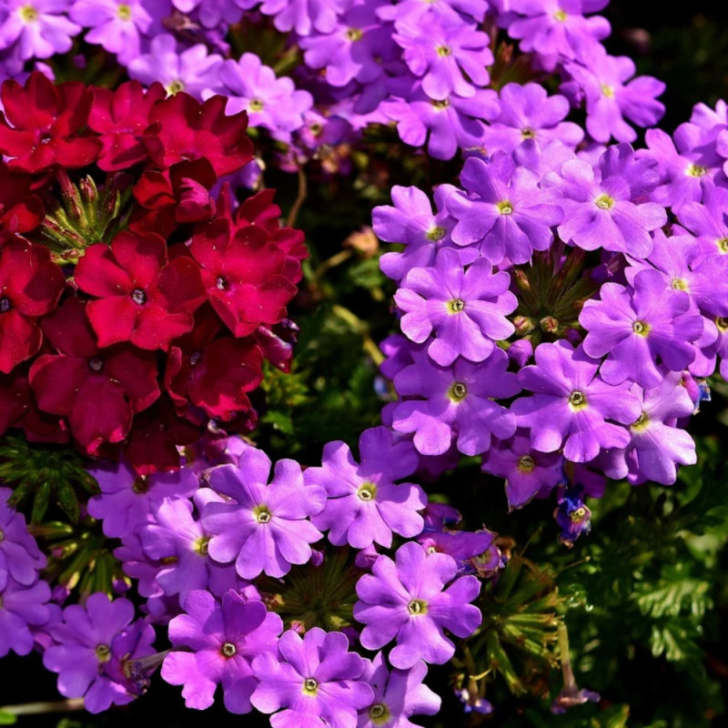 Verveine retombante variée