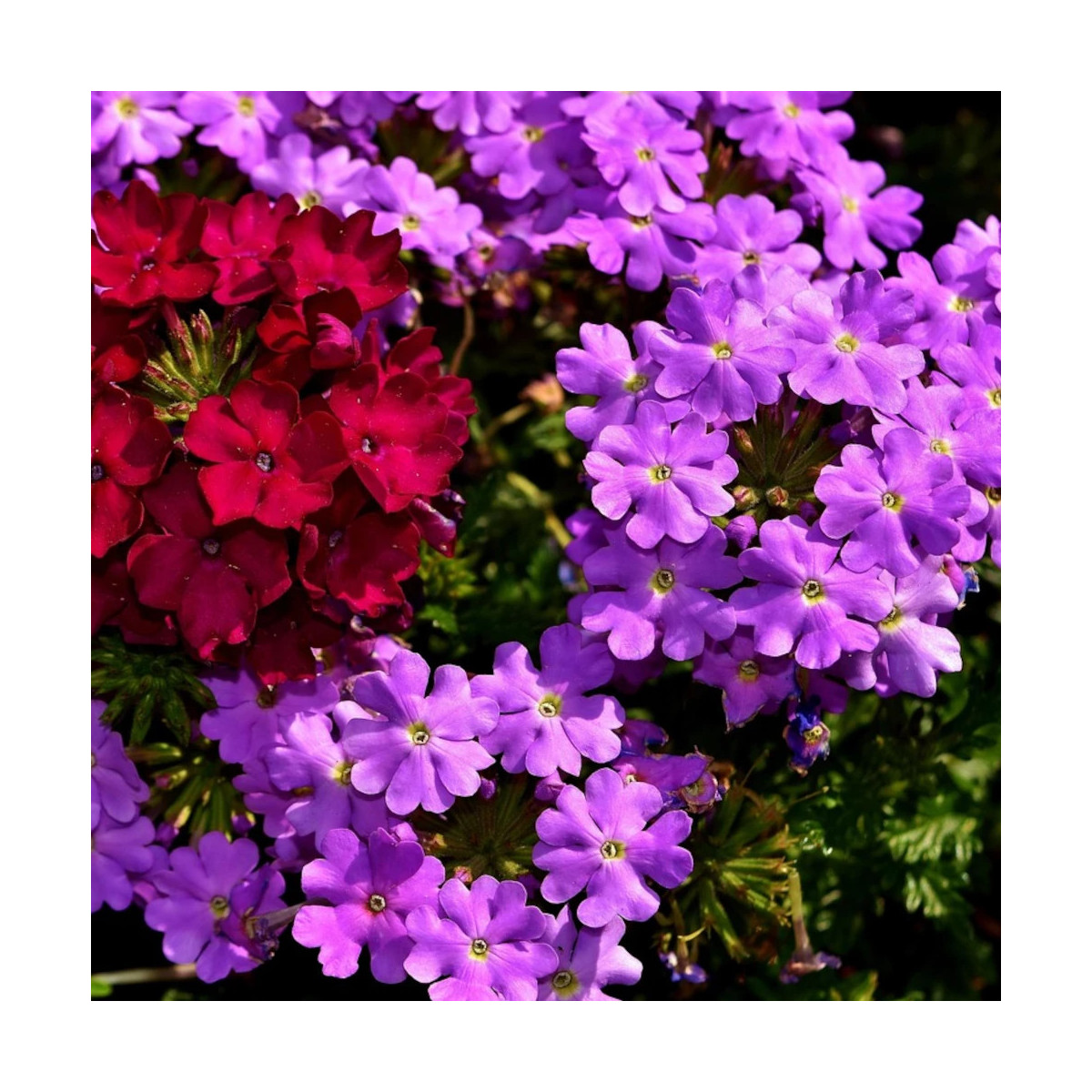 Verveine retombante variée