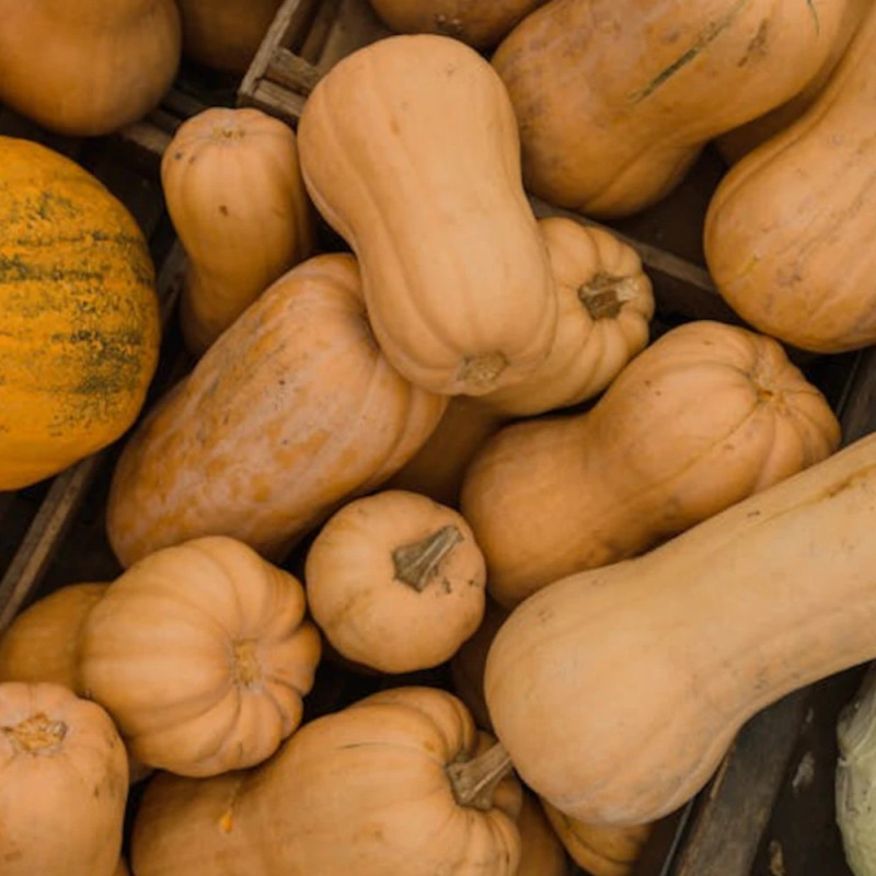 Plant de Courge Butternut Butterbaby HF1