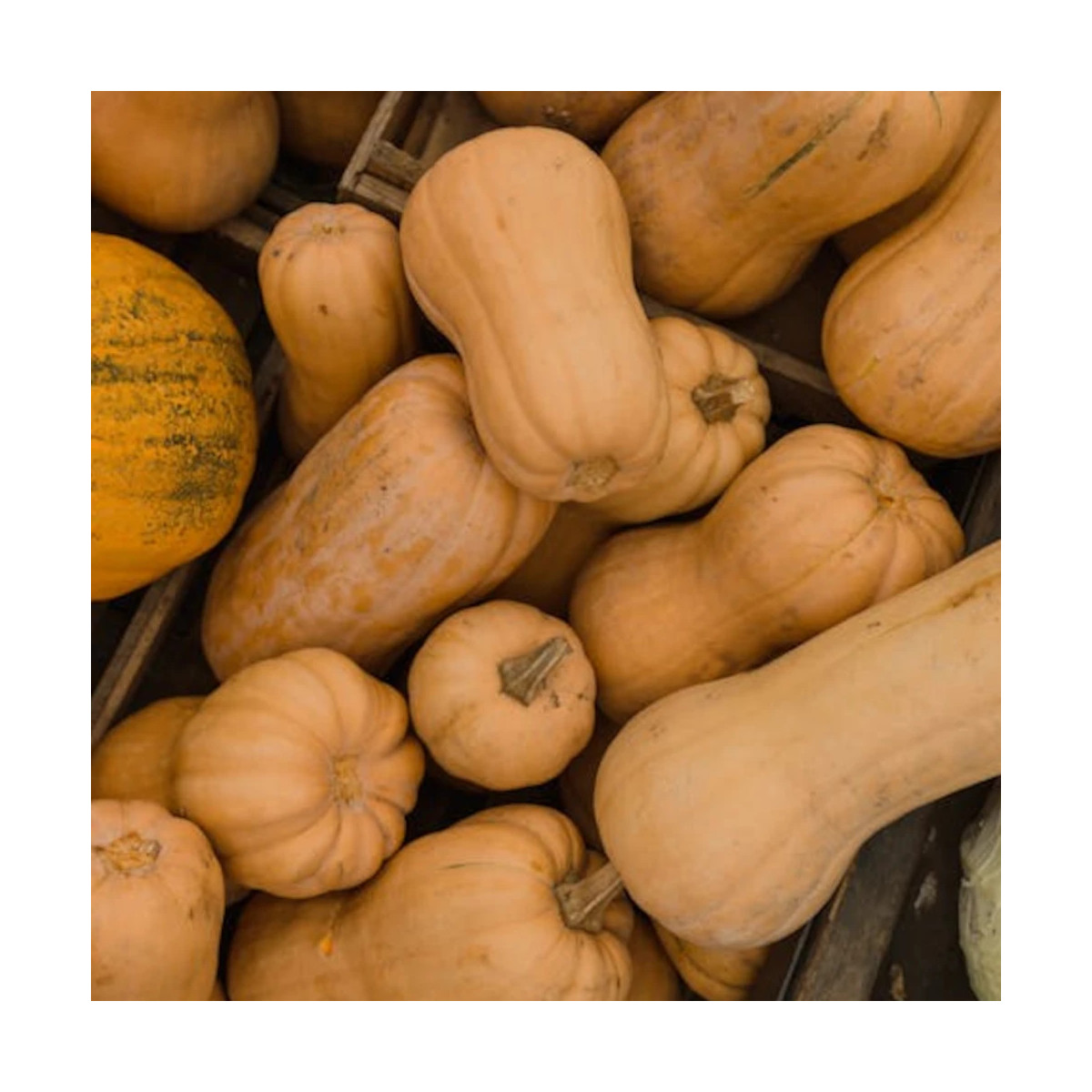 Plant de Courge Butternut Butterbaby HF1