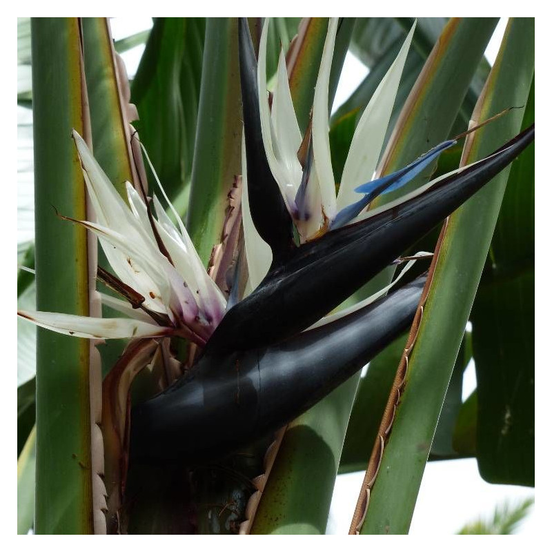 Oiseau de paradis nicolai