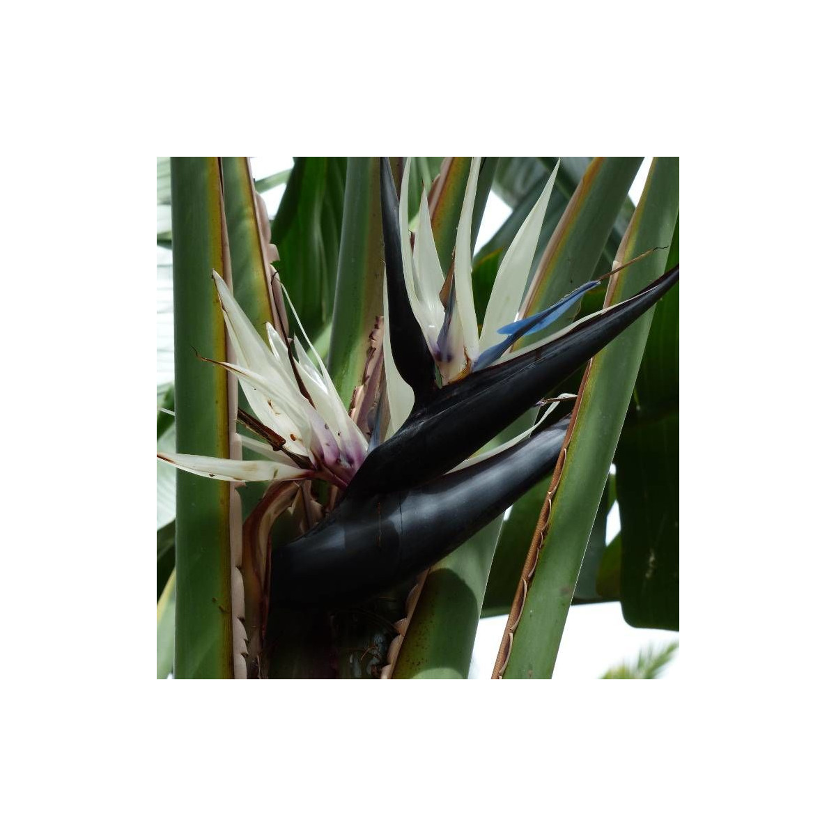 Oiseau de paradis nicolai