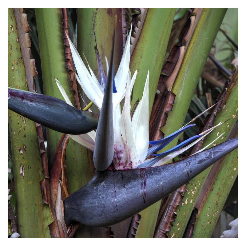Oiseau de paradis géant