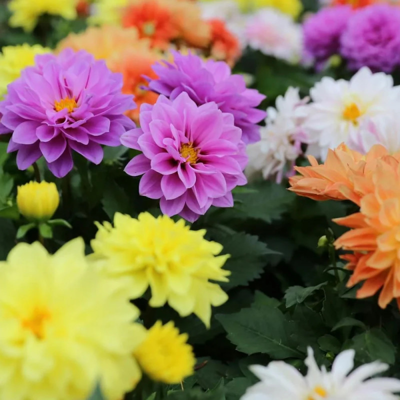 Dahlia Nain variés