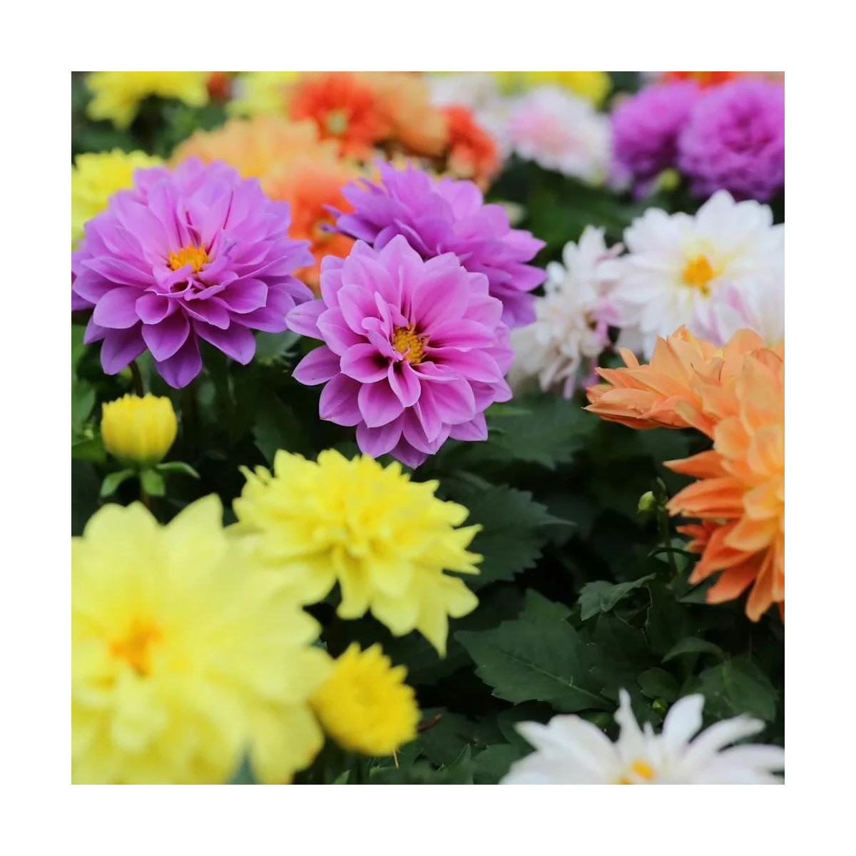 Dahlia Nain variés Dahlia Nain variés
