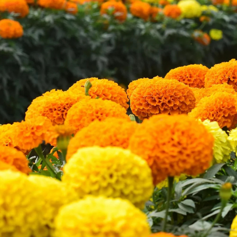 Rose d'inde variés