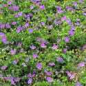 Géranium vivace Rozanne® 'Gerwat' - Prêt à planter