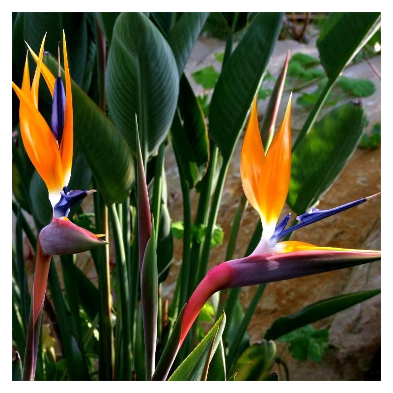 Oiseau de paradis