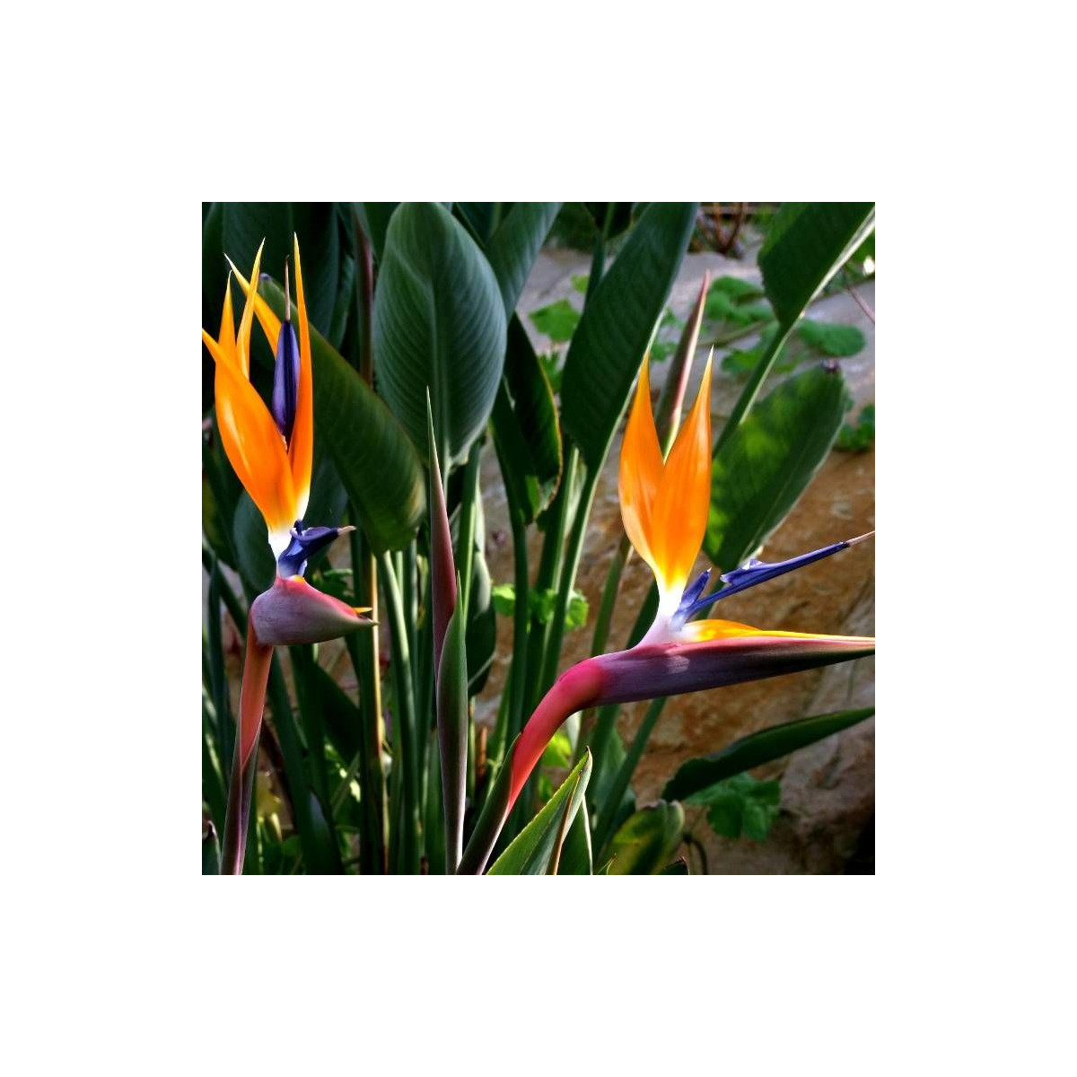 Oiseau de paradis reginae