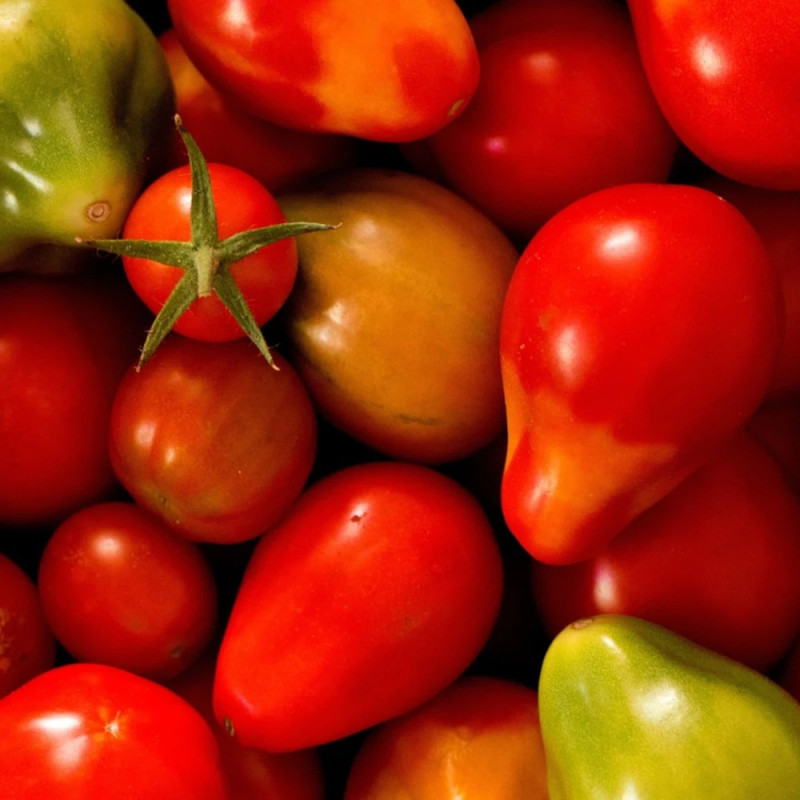 Plant de tomate Red Pear type Cerise