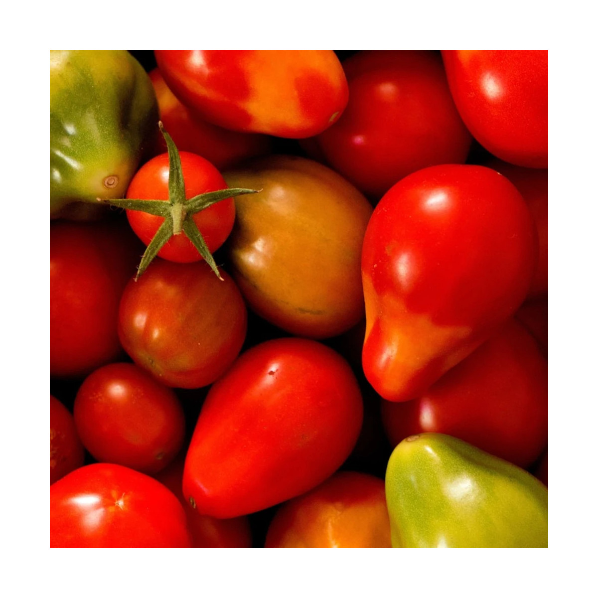 Plant de tomate Red Pear type Cerise