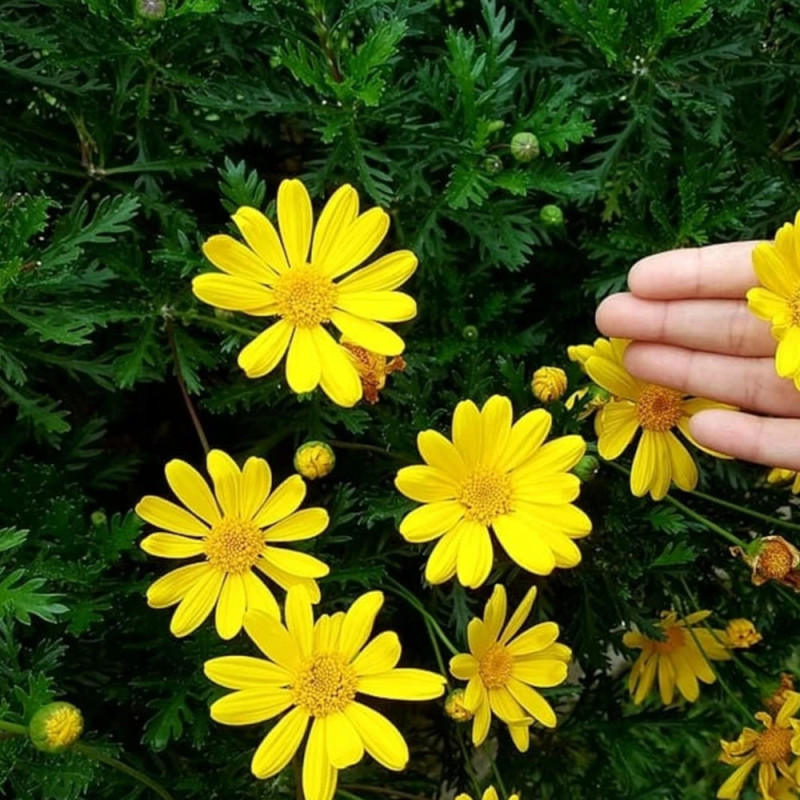 Euryops annuelle