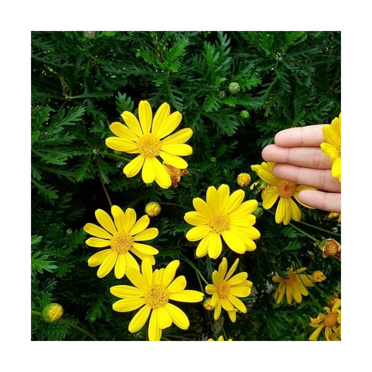 Euryops annuelle Euryops annuelle