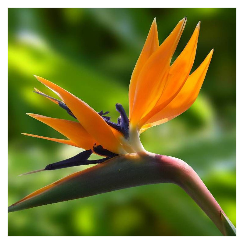 Oiseau de paradis reginae