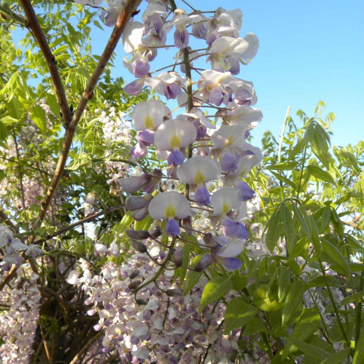 Glycine du Japon Russelliana
