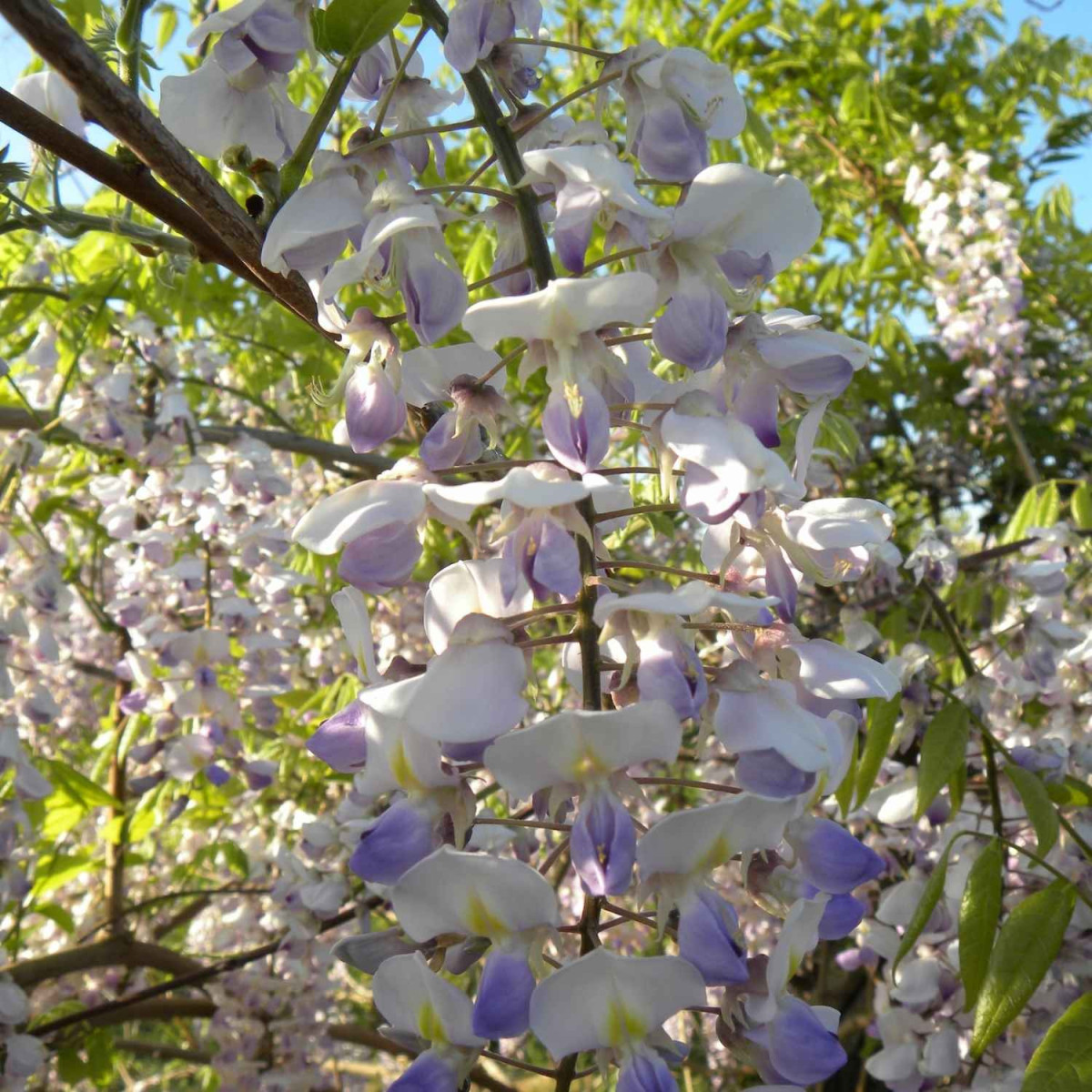 Glycine du Japon Russelliana