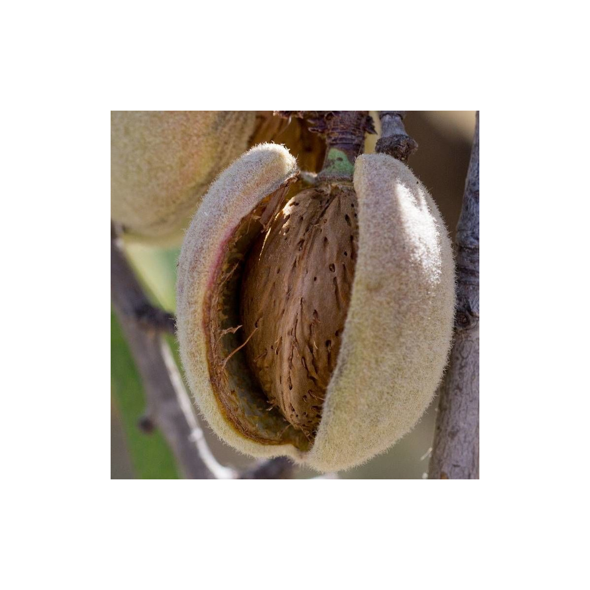 Amandier nain Garden Prince® Amandier nain Garden Prince®