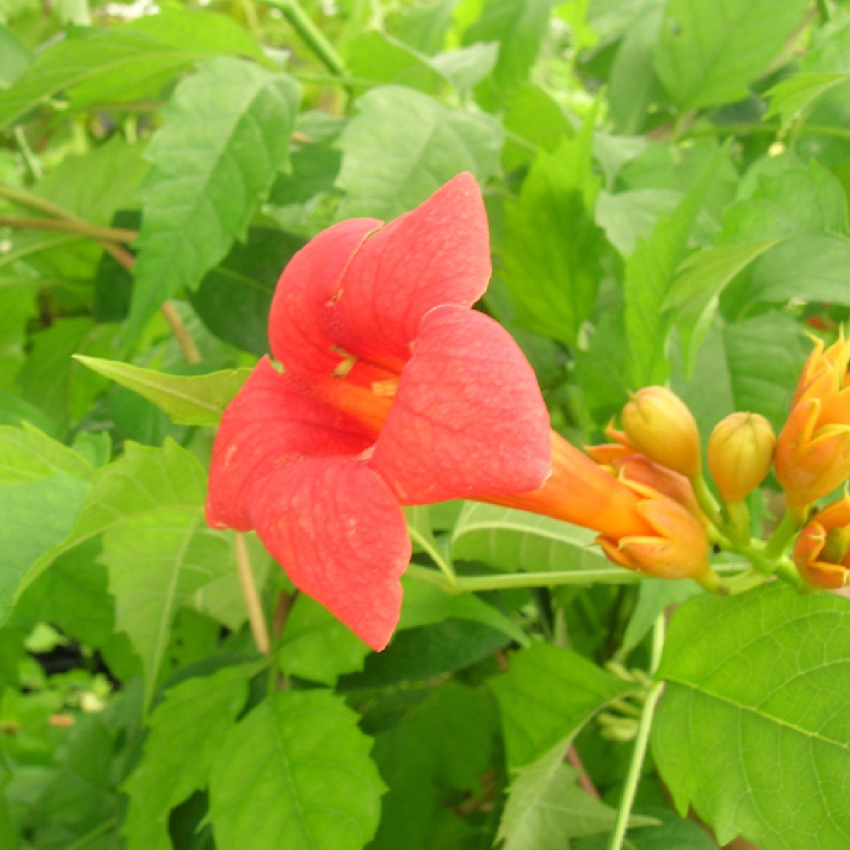 Bignone Tango® 'Huidan' Bignone Tango® 'Huidan'