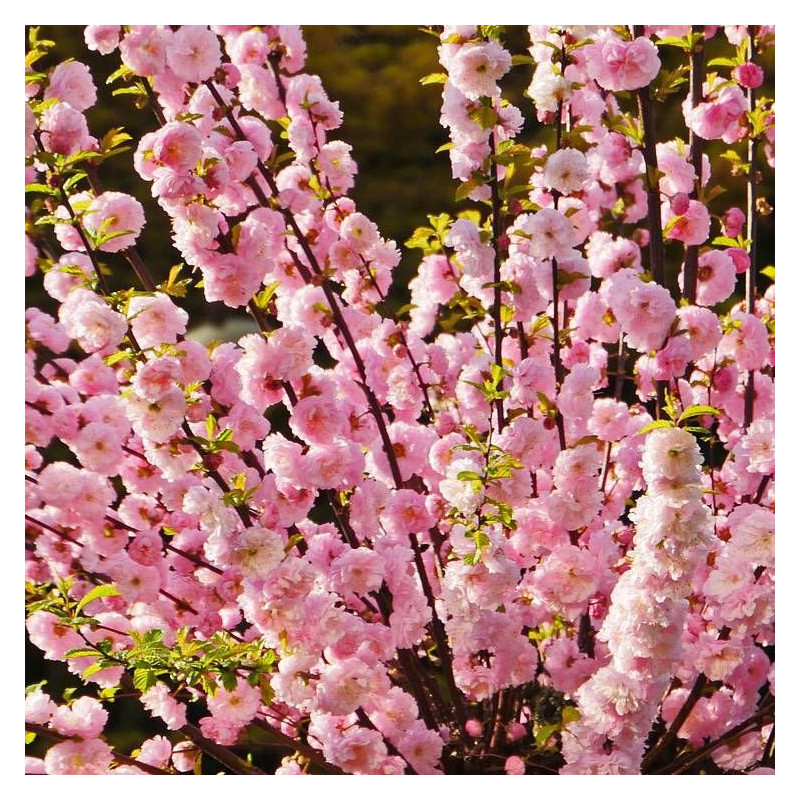 Amandier nain Garden Prince®