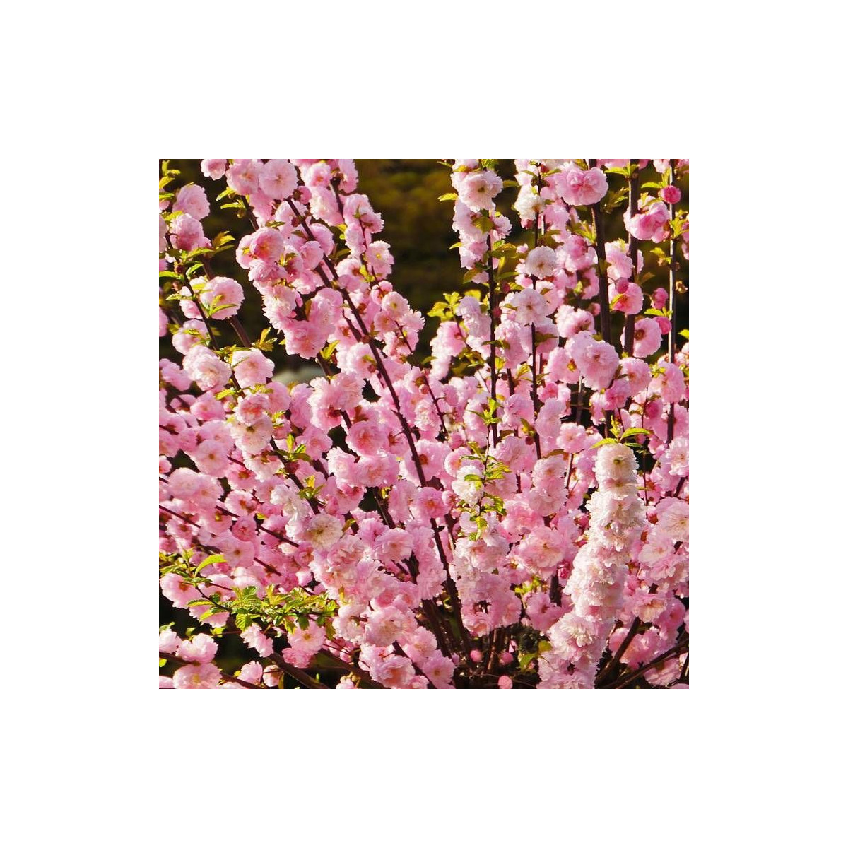Amandier nain Garden Prince® Amandier nain Garden Prince®