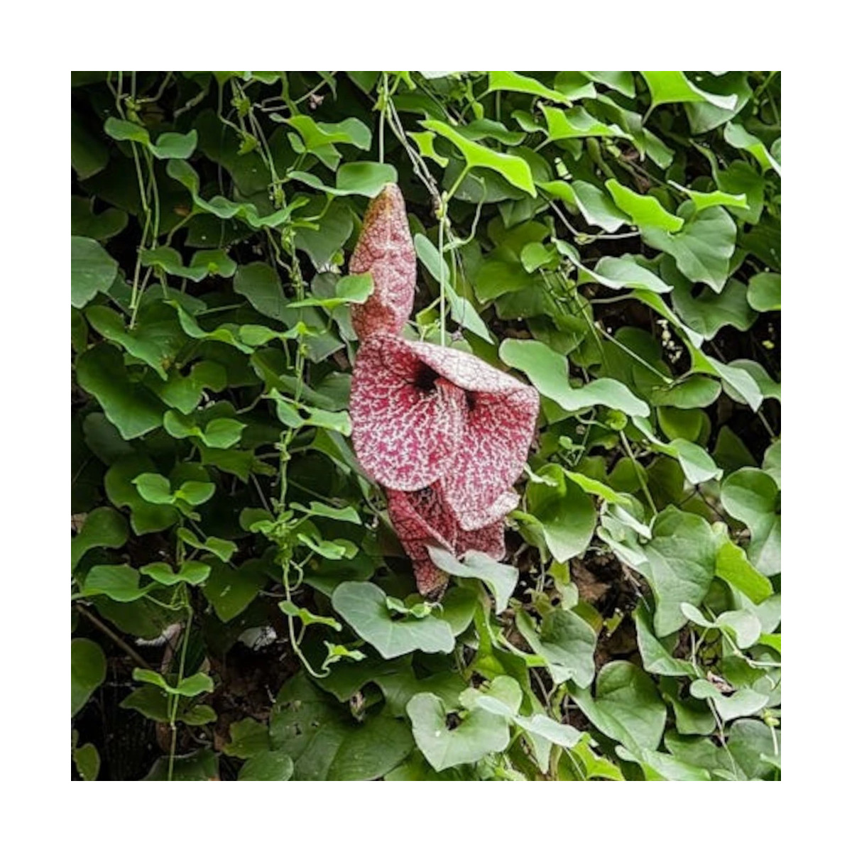 Aristoloche macrophylla