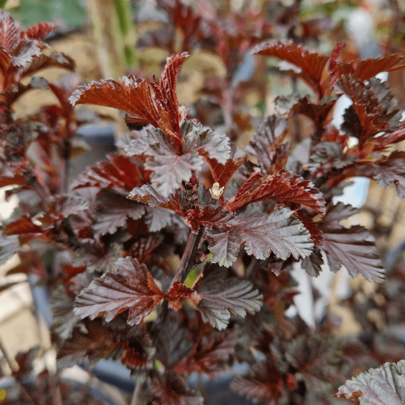 Physocarpus Black Light® 'Minbla3', Physocarpe